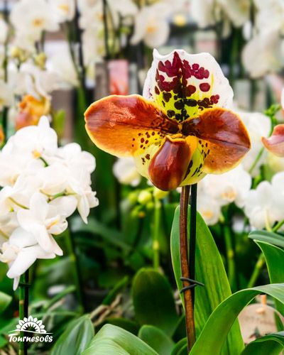 Orchidées Paphiopedilum colorées en gros plan, fleurs rares et exotiques pour l'entretien intérieur.